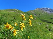 14 Tephroseris longifolia  (Senecione di Gaudin) con vista in Cima Arera